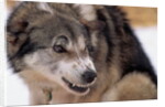 Sled Dog Snarling by Anonymous