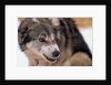Sled Dog Snarling by Anonymous