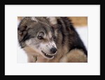 Sled Dog Snarling by Anonymous
