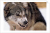 Sled Dog Snarling by Anonymous