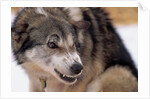 Sled Dog Snarling by Anonymous