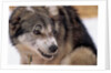 Sled Dog Snarling by Anonymous