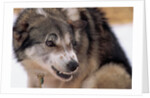 Sled Dog Snarling by Anonymous