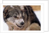 Sled Dog Snarling by Anonymous