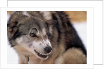 Sled Dog Snarling by Anonymous
