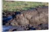 Hippopotamus Wallows in Mud by Anonymous