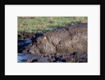 Hippopotamus Wallows in Mud by Anonymous