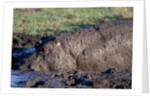 Hippopotamus Wallows in Mud by Anonymous
