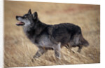 Gray Wolf in Foothills Habitat by Anonymous