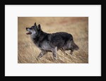 Gray Wolf in Foothills Habitat by Anonymous