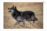 Gray Wolf in Foothills Habitat by Anonymous