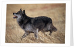 Gray Wolf in Foothills Habitat by Anonymous