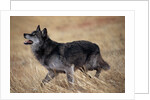 Gray Wolf in Foothills Habitat by Anonymous