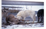 Wolf Pack Eating Deer Carcass by Anonymous