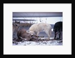 Wolf Pack Eating Deer Carcass by Anonymous