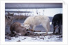 Wolf Pack Eating Deer Carcass by Anonymous