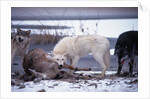 Wolf Pack Eating Deer Carcass by Anonymous