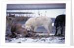 Wolf Pack Eating Deer Carcass by Anonymous