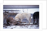 Wolf Pack Eating Deer Carcass by Anonymous