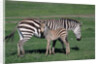 Common Zebra With Young by Anonymous