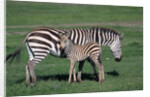 Common Zebra With Young by Anonymous