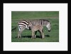 Common Zebra With Young by Anonymous