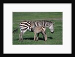 Common Zebra With Young by Anonymous