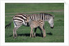Common Zebra With Young by Anonymous