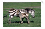 Common Zebra With Young by Anonymous