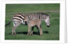 Common Zebra With Young by Anonymous
