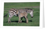 Common Zebra With Young by Anonymous