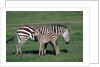 Common Zebra With Young by Anonymous