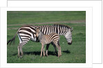 Common Zebra With Young by Anonymous