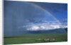 Rainbow Arches Over Common Zebras by Anonymous