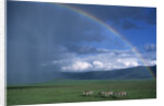 Rainbow Arches Over Common Zebras by Anonymous