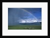 Rainbow Arches Over Common Zebras by Anonymous