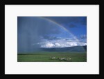 Rainbow Arches Over Common Zebras by Anonymous
