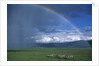 Rainbow Arches Over Common Zebras by Anonymous
