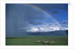 Rainbow Arches Over Common Zebras by Anonymous