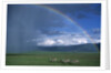 Rainbow Arches Over Common Zebras by Anonymous
