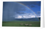 Rainbow Arches Over Common Zebras by Anonymous