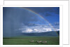 Rainbow Arches Over Common Zebras by Anonymous
