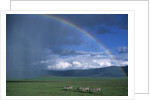 Rainbow Arches Over Common Zebras by Anonymous