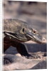 Front End of a Komodo Dragon Lizard by Anonymous