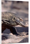 Front End of a Komodo Dragon Lizard by Anonymous