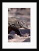 Front End of a Komodo Dragon Lizard by Anonymous