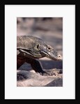 Front End of a Komodo Dragon Lizard by Anonymous