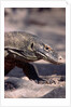 Front End of a Komodo Dragon Lizard by Anonymous