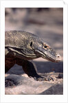 Front End of a Komodo Dragon Lizard by Anonymous