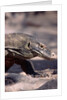 Front End of a Komodo Dragon Lizard by Anonymous